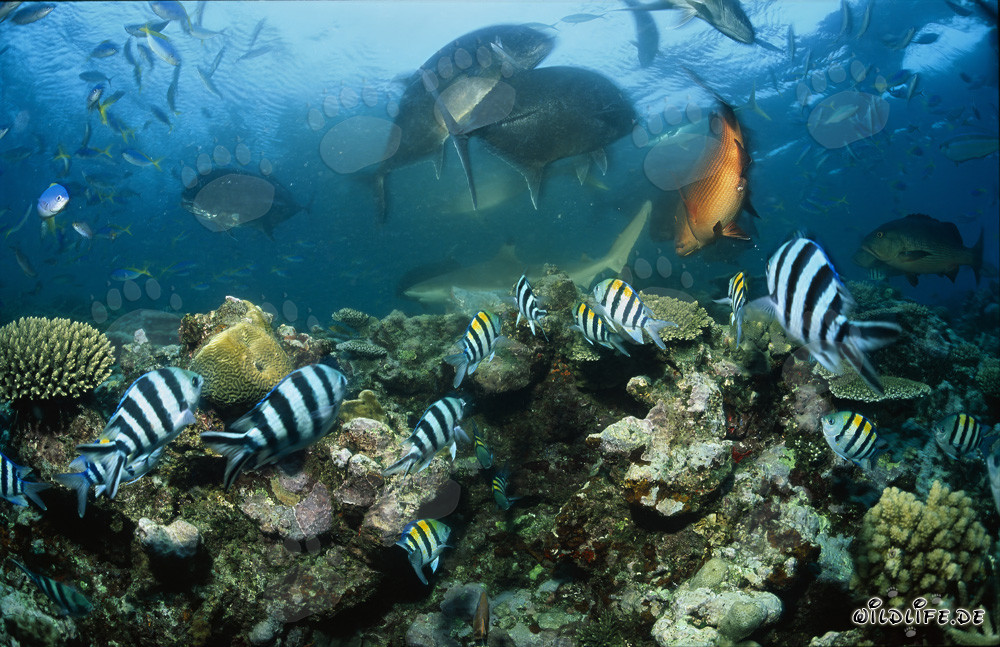 Schwarzspitzen-Riffhai, Giant Trevally und Korallenfische