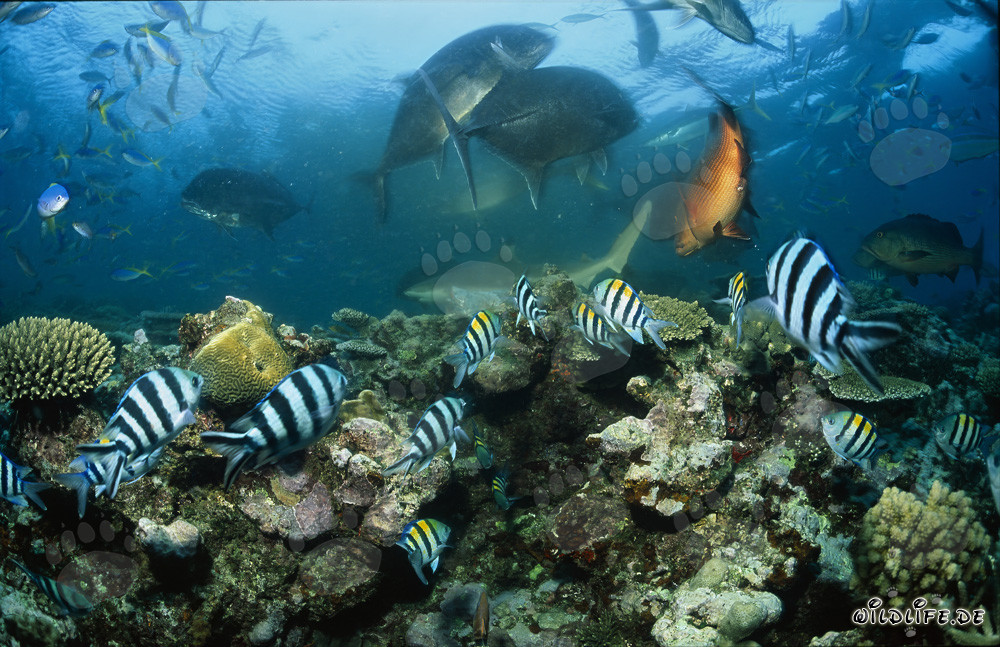 Tiburón de puntas negras, Caranx Gigante y Peces de Coral