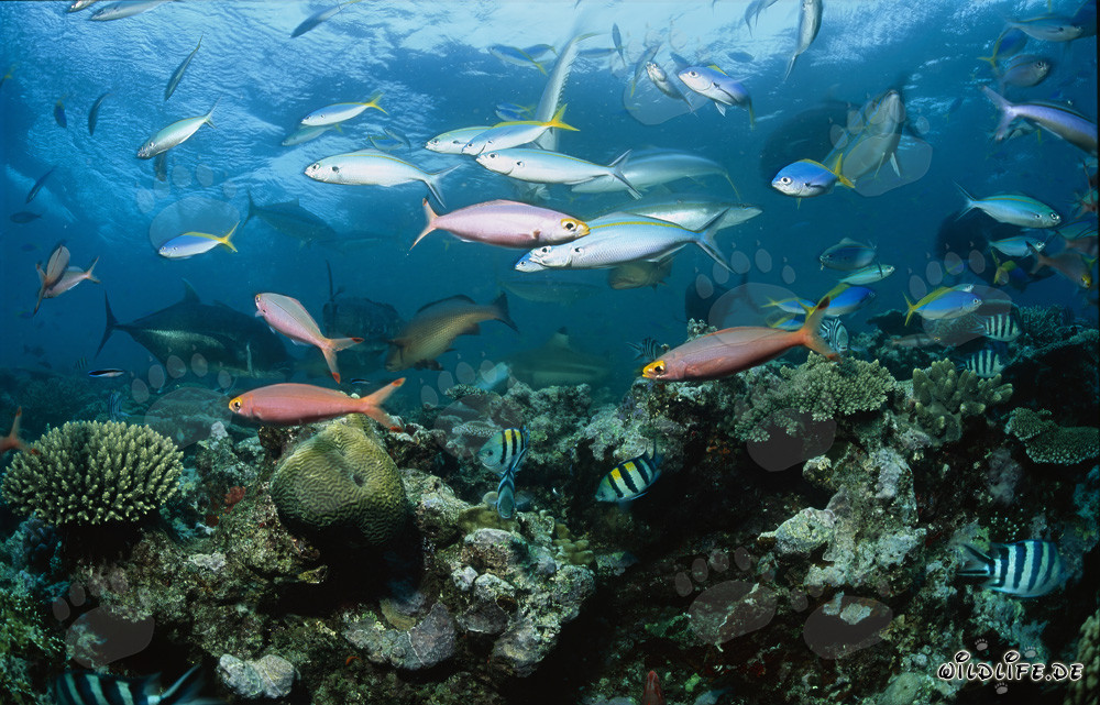 Blacktip Reef Shark with Colorful Coral Fish
