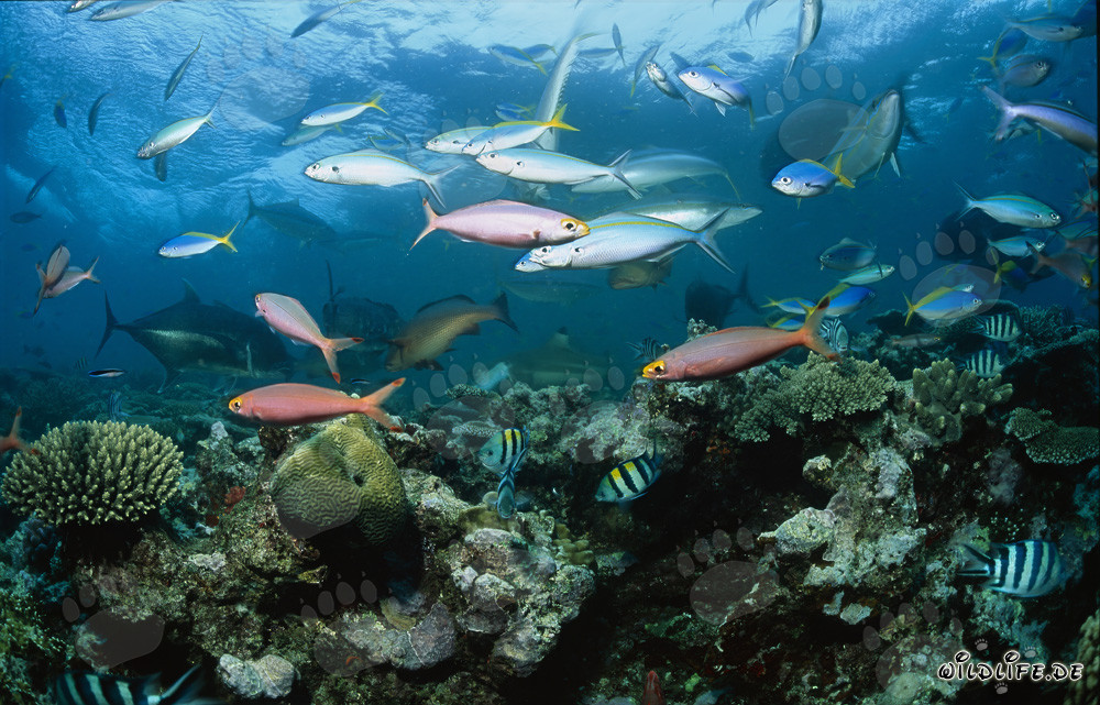 Requin à pointes noires avec des poissons coralliens colorés
