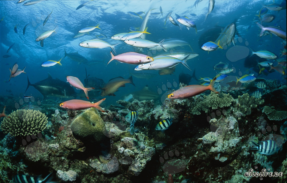 Tiburón de arrecife de puntas negras con peces de colores