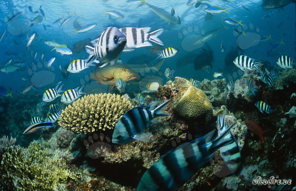 Requins à pointes noires fascinants et bancs de poissons colorés dans le lagon de Beqa, Fidji