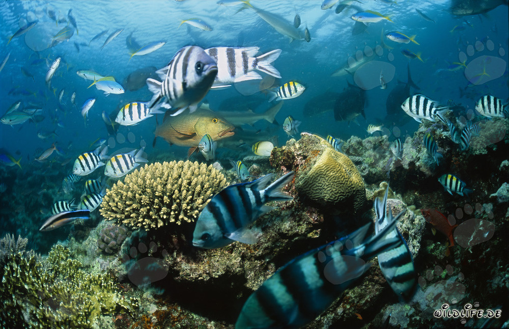 Faszinierende Schwarzspitzen-Riffhaie und bunte Fischschwärme in der Beqa Lagune, Fiji