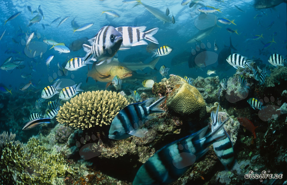 Affascinanti squali a punta nera e banchi di pesci colorati nella laguna di Beqa, Figi