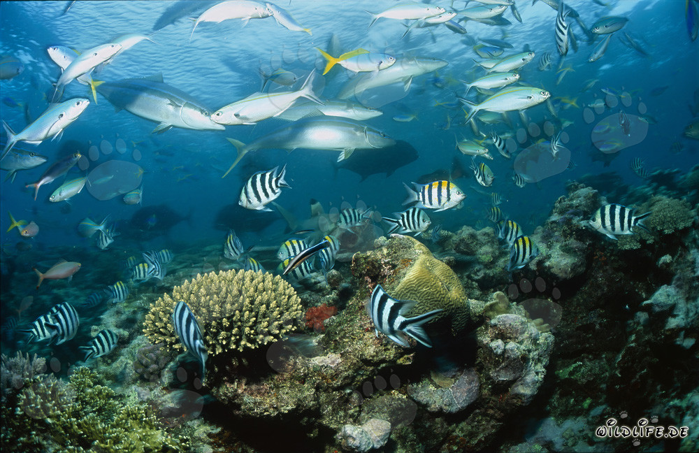 Fascinating blacktip reef shark surrounded by a high concentration of fish