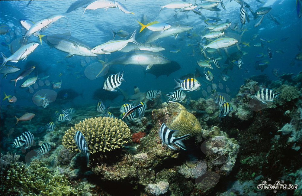 Faszinierender Schwarzspitzen-Riffhai inmitten einer Vielzahl von Fischen