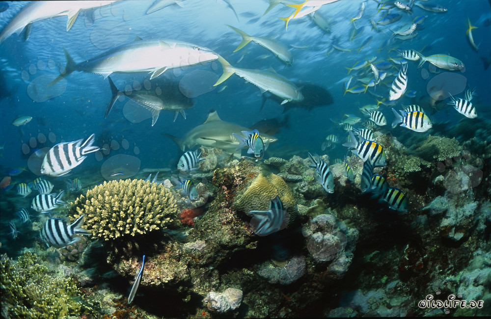 Tiburón de puntas negras explorando el arrecife de coral