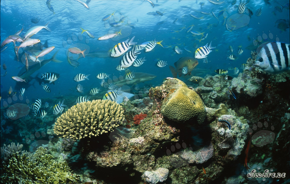 Blacktip reef shark observing the colorful activity at the coral reef