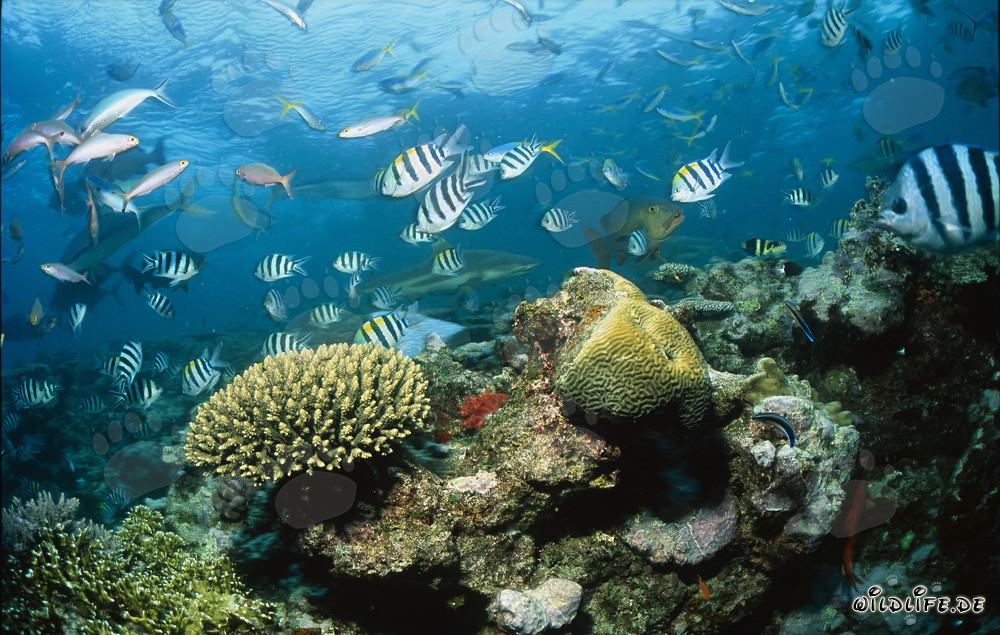 Squalo pinna nera osserva l'animata vita sulla barriera corallina