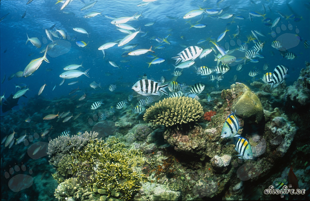 Fascinating Blacktip Reef Sharks in the Clear Waters of Shark Reef