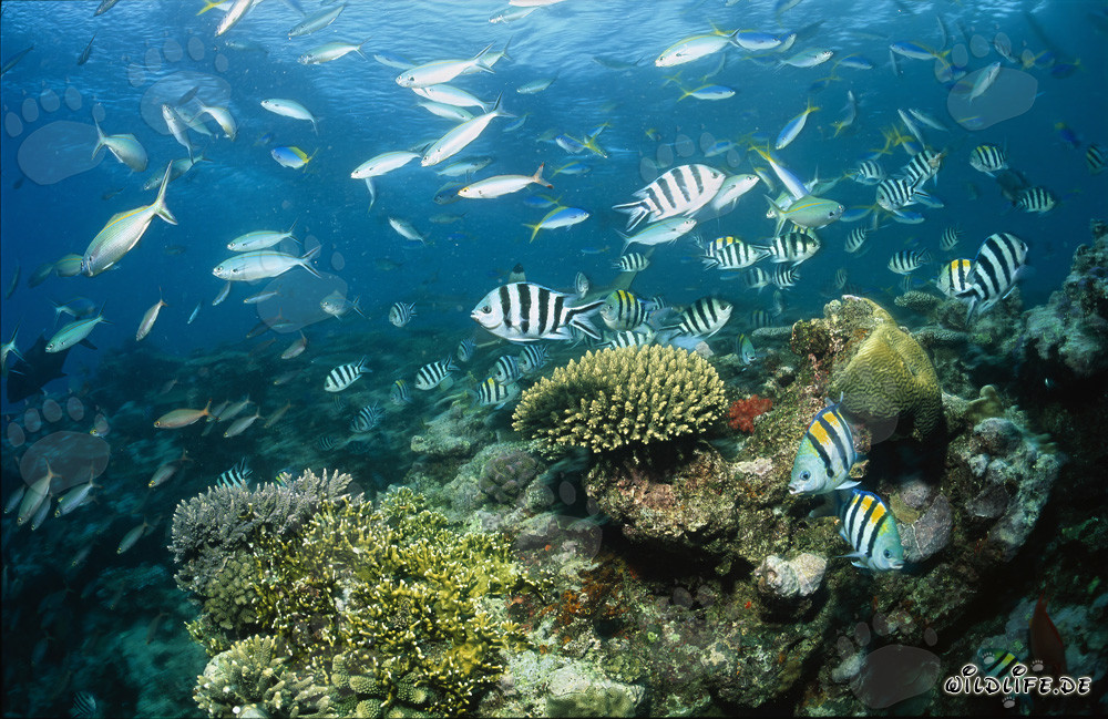 Faszinierende Schwarzspitzen-Riffhaie im klaren Wasser von Shark Reef