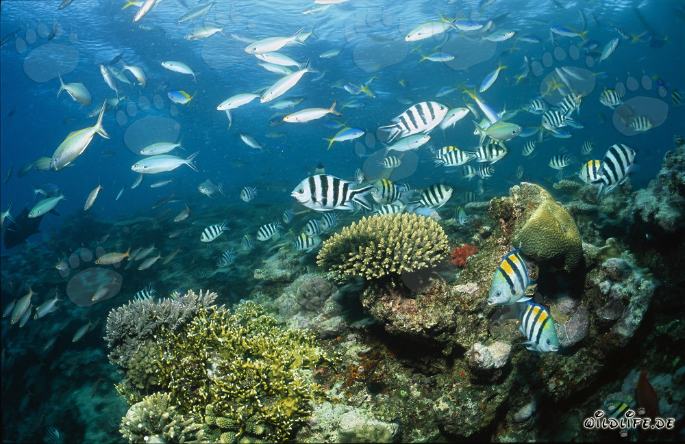 Affascinanti squali a pinna nera nelle acque cristalline di Shark Reef