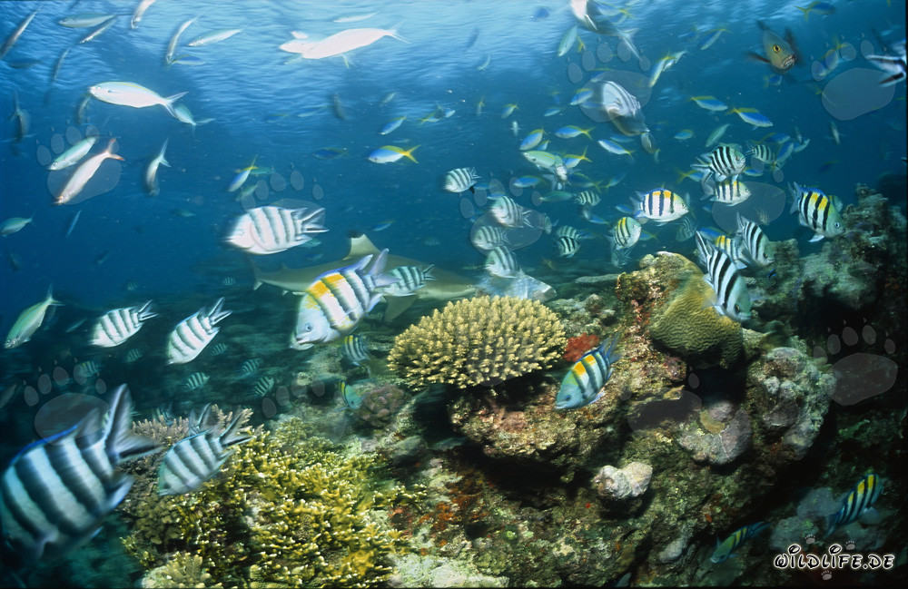 Fascinating blacktip reef shark surrounded by colorful coral fish