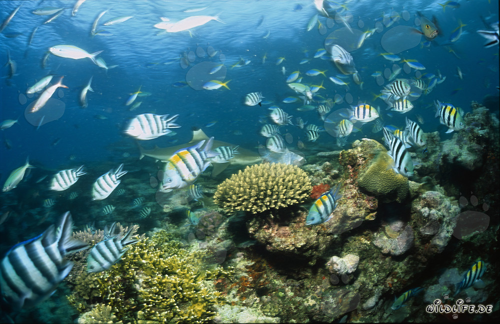 Tiburón de arrecife de puntas negras fascinante rodeado de peces de coral coloridos