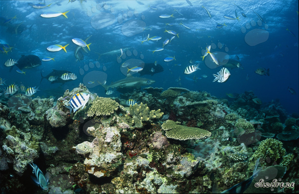 Blacktip reef shark (Carcharhinus melanopterus)