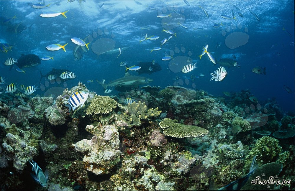 Tiburón de arrecife de puntas negras patrulla en el arrecife de coral