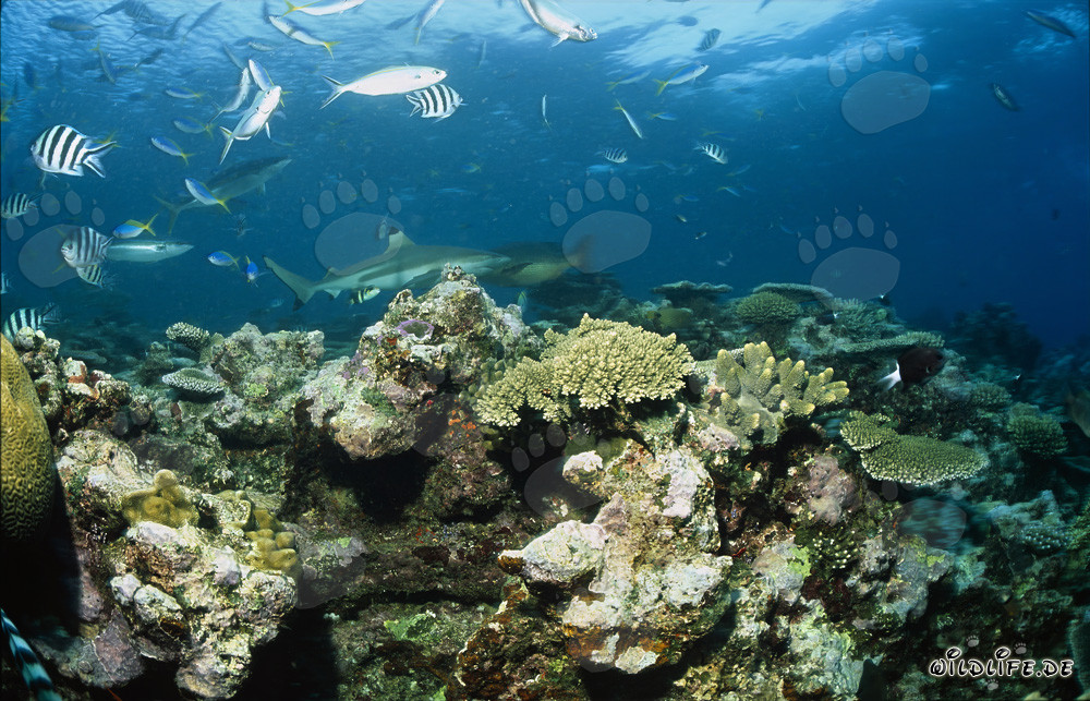 Fascinating Blacktip Reef Shark in the Clear Waters of Fiji