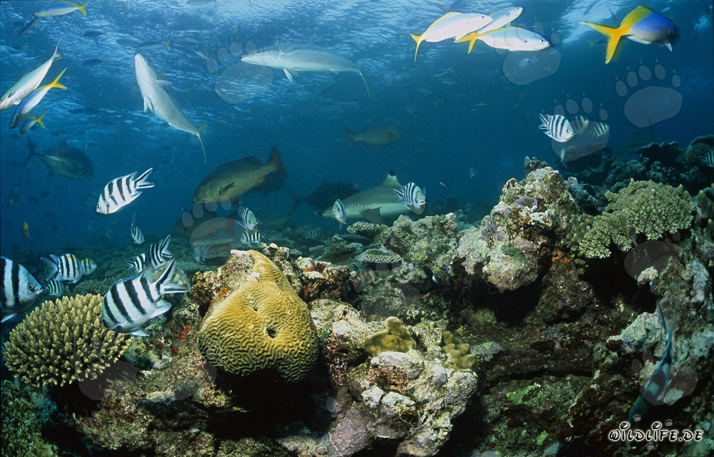 Blacktip reef shark in the vibrant hustle and bustle of the coral reef