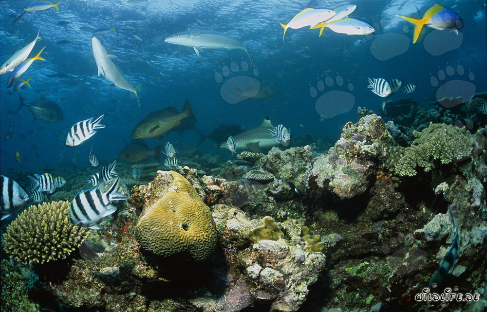 Squalo pinna nera nella vivace vita del reef corallino