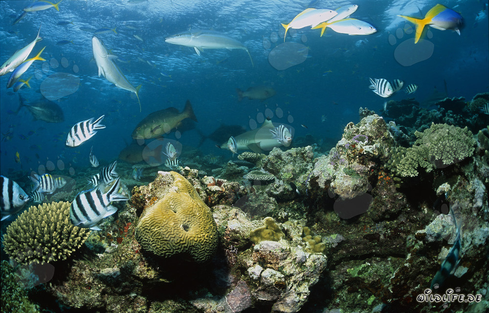 Tiburón de arrecife de puntas negras en la bulliciosa vida del arrecife de coral