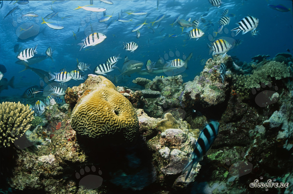 Fascinating Blacktip Reef Sharks and Colorful Coral Reefs