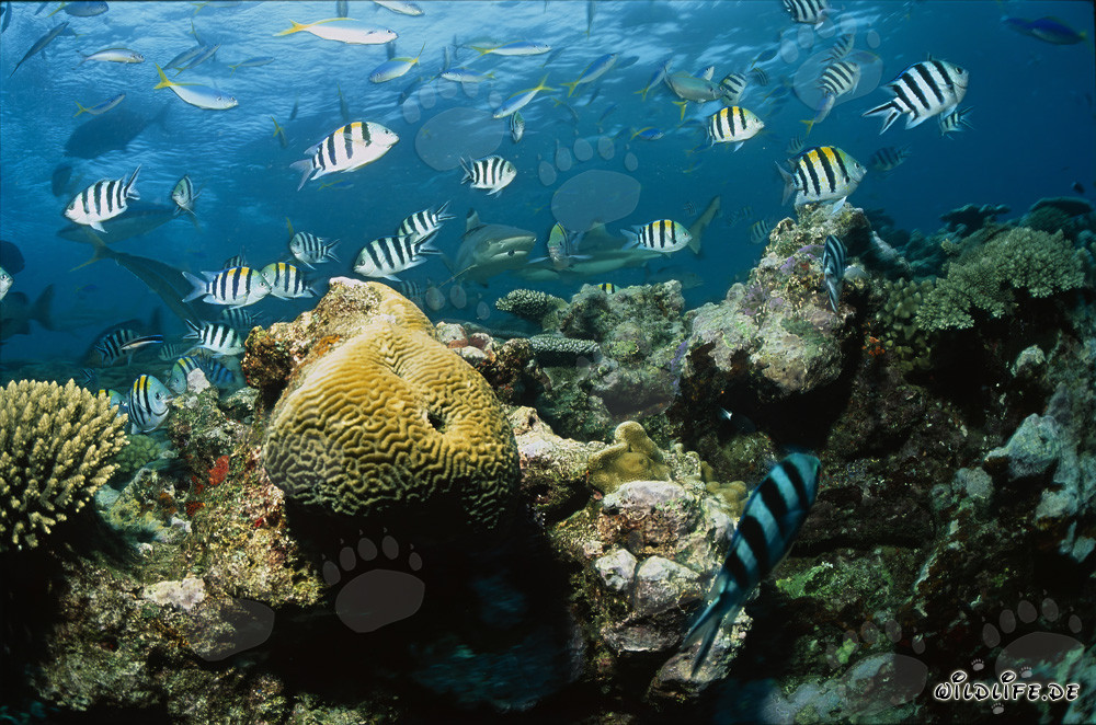 Fascinantes tiburones de arrecife de puntas negras y arrecifes de coral coloridos