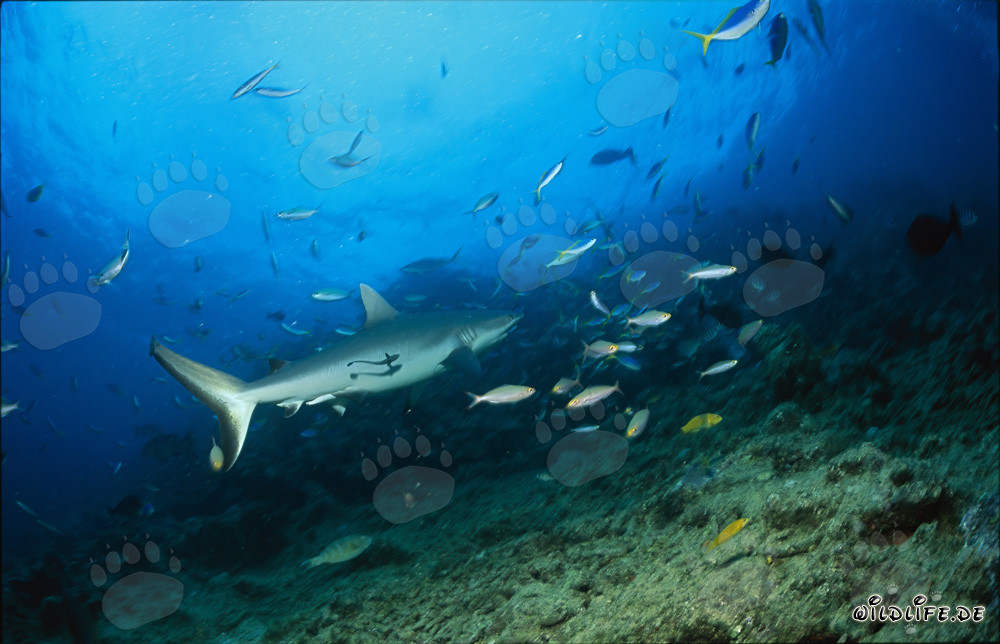 Grauer Riffhai am Shark Reef
