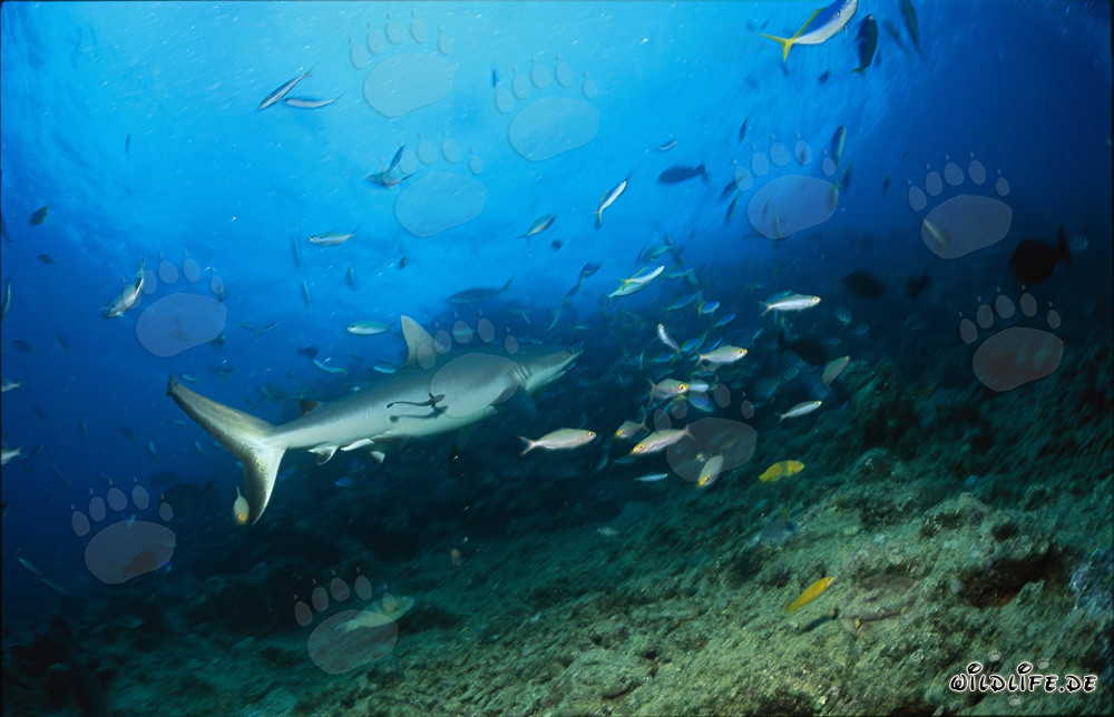 Gray Reef Shark at Shark Reef