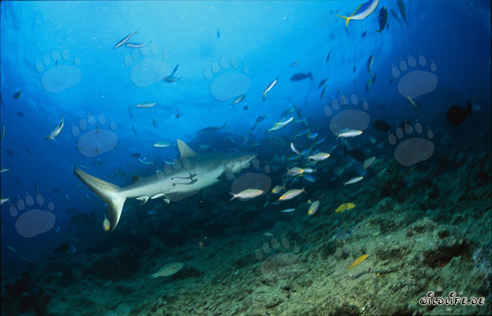 Requin gris des récifs au Shark Reef