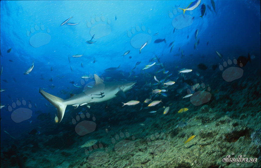 Squalo grigio della barriera corallina a Shark Reef