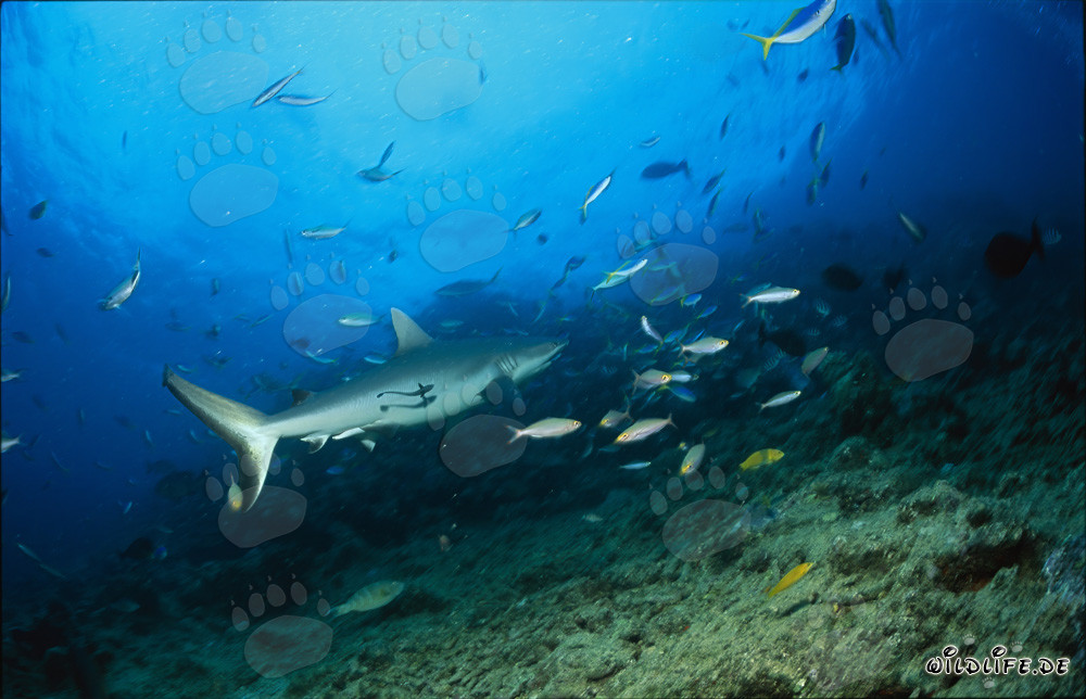 Tiburón gris de arrecife en Shark Reef
