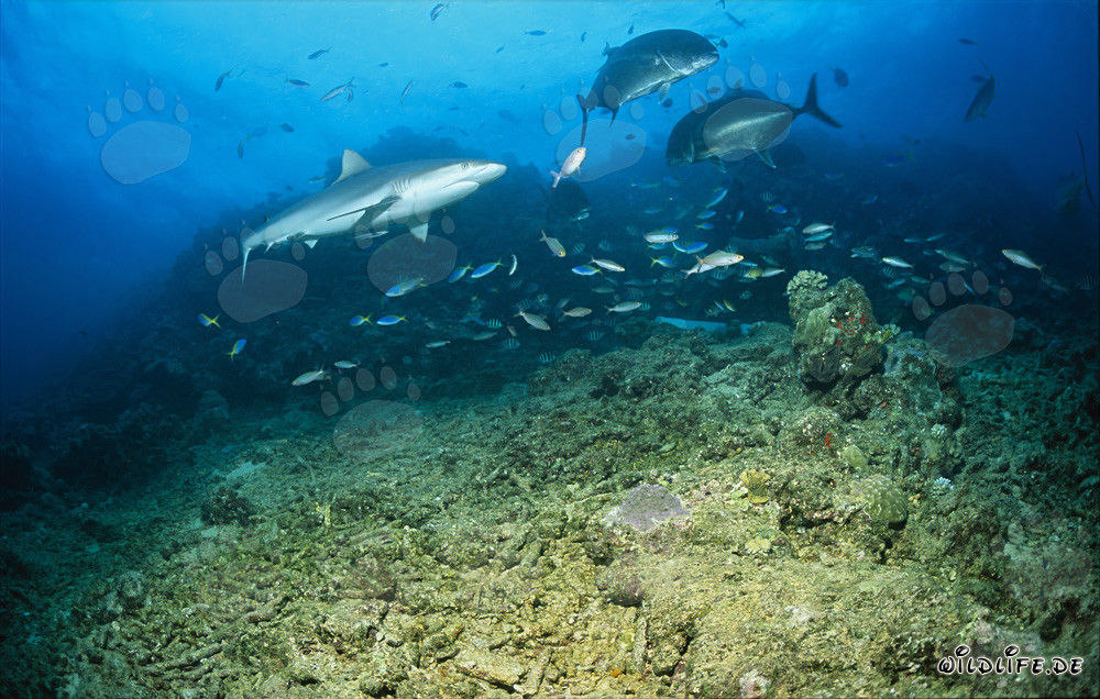 Bull shark reaches the Shark Reef in Beqa Lagoon on Viti Levu, Fiji