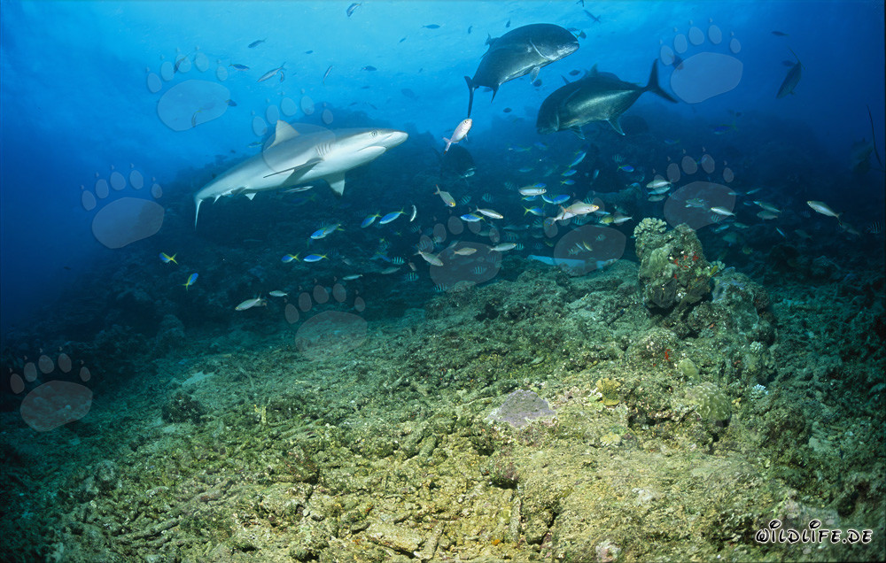Requin bouledogue atteint le Shark Reef dans le lagon de Beqa à Viti Levu, Fidji