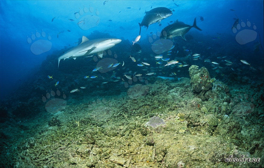 Lo squalo toro raggiunge lo Shark Reef nel lago di Beqa a Viti Levu, Figi