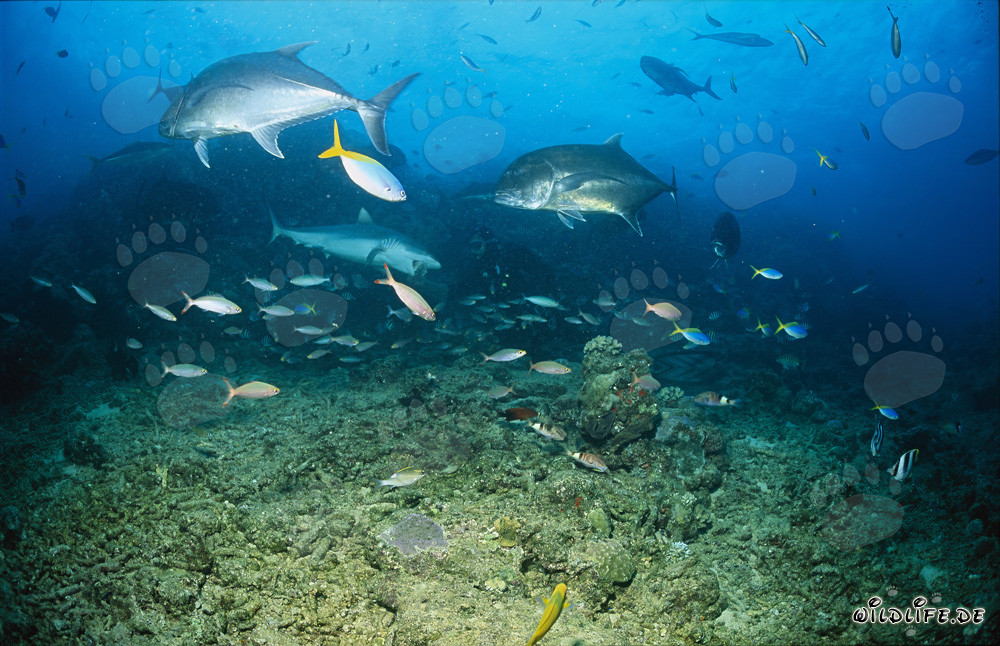 Fascinating Underwater World: Gray Reef Shark and Giant Trevallys in Fiji