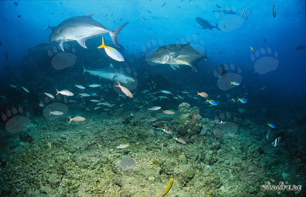 Affascinante mondo sottomarino: Squalo grigio di barriera e Giant Trevallys a Fiji