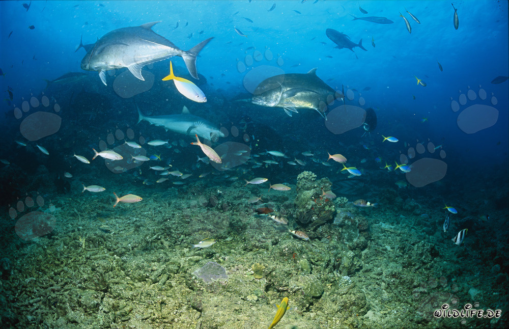 Mundo submarino fascinante: Tiburón gris de arrecife y Giant Trevallys en Fiji