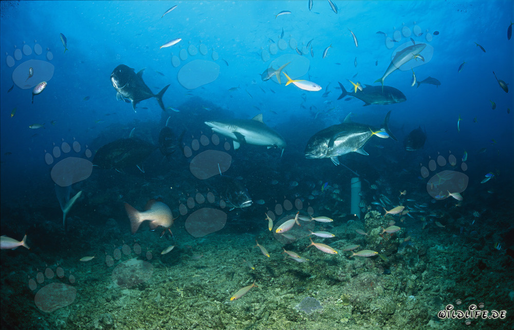 Gray reef shark, and Giant Trevallys
