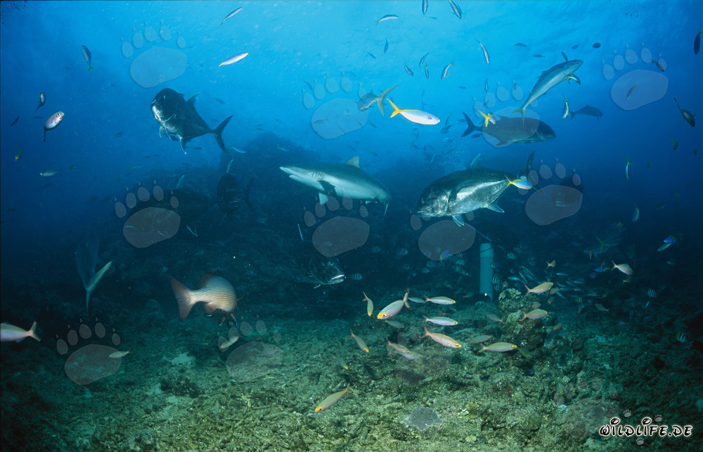 Requin gris de récif accompagné de carangues géantes