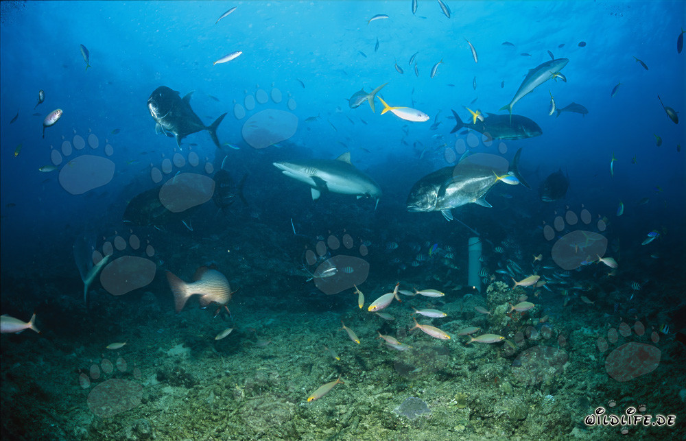 Squalo grigio di barriera corallina in compagnia di carangidi giganti