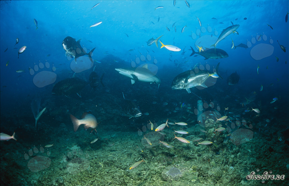 Tiburón gris de arrecife acompañado de jureles gigantes