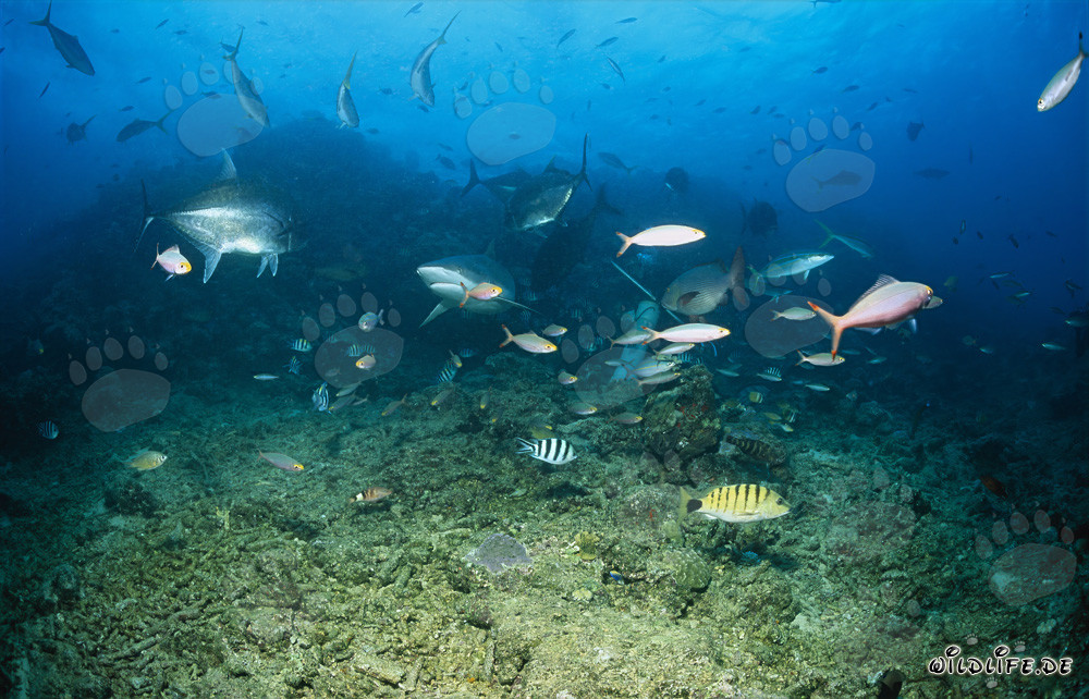 Imposanter Bullenhai am Shark Reef in Fiji