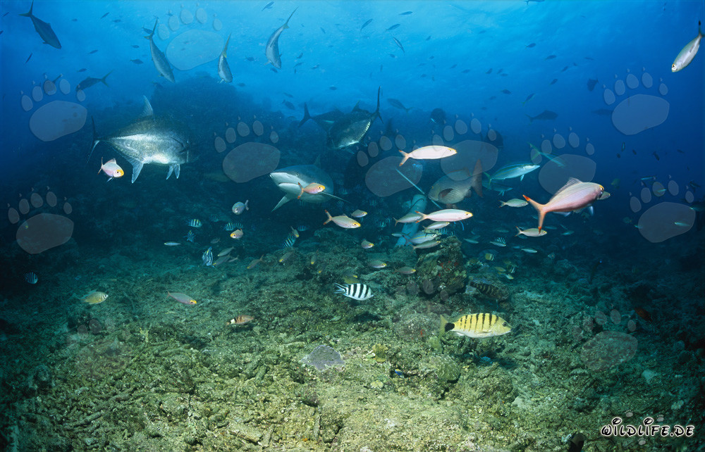 Imponente squalo toro allo Shark Reef alle Figi
