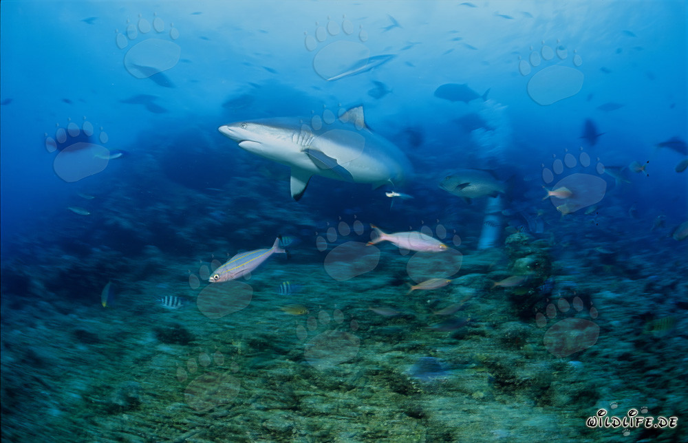 Faszinierender Grauer Riffhai am Shark Reef in der Beqa Lagune