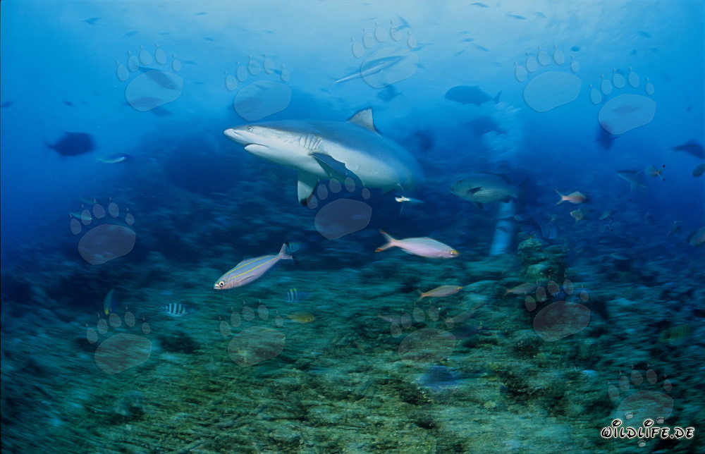 Fascinating Gray Reef Shark at Shark Reef in Beqa Lagoon
