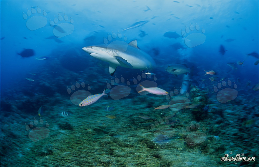 Requin de récif gris fascinant à Shark Reef dans le lagon de Beqa