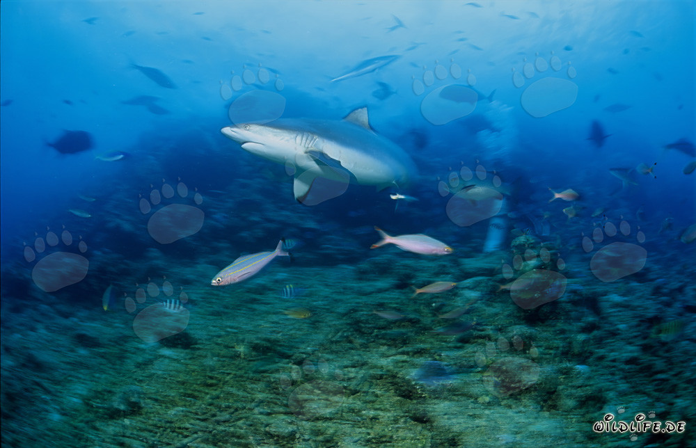 Fascinante tiburón de arrecife gris en Shark Reef en la laguna de Beqa