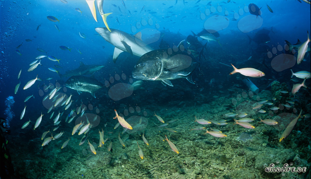 Grauer Riffhai, Giant Trevally und andere Fische