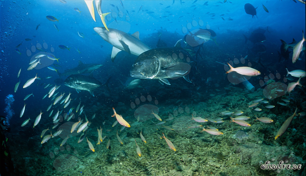 Gray reef shark (Carcharhinus amblyrhynchos)