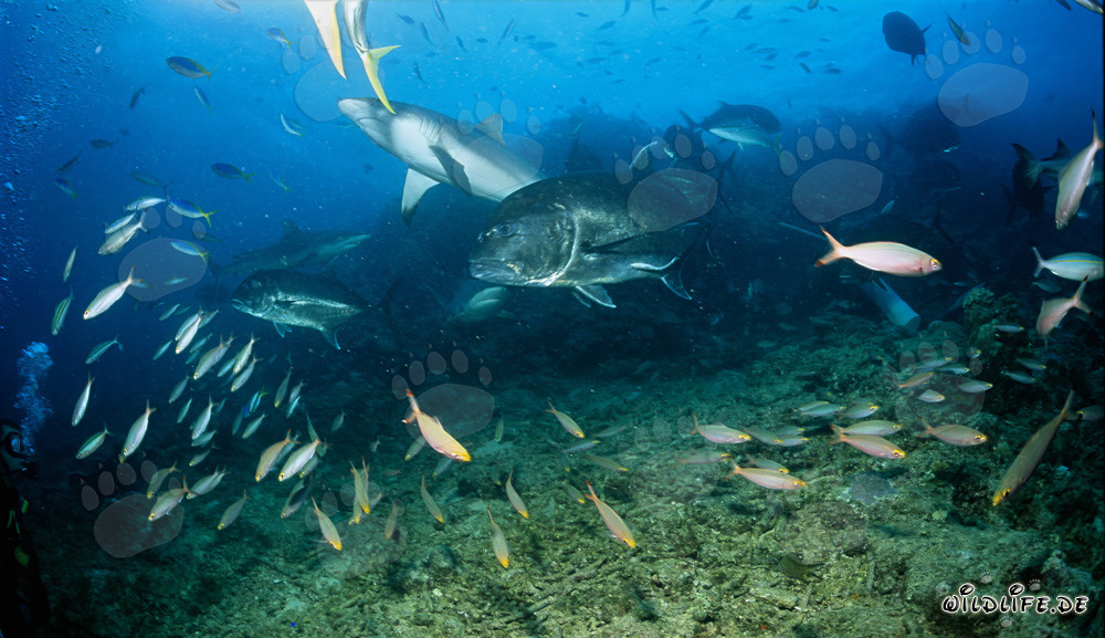 Requin gris de récif, Carangue géante et autres poissons